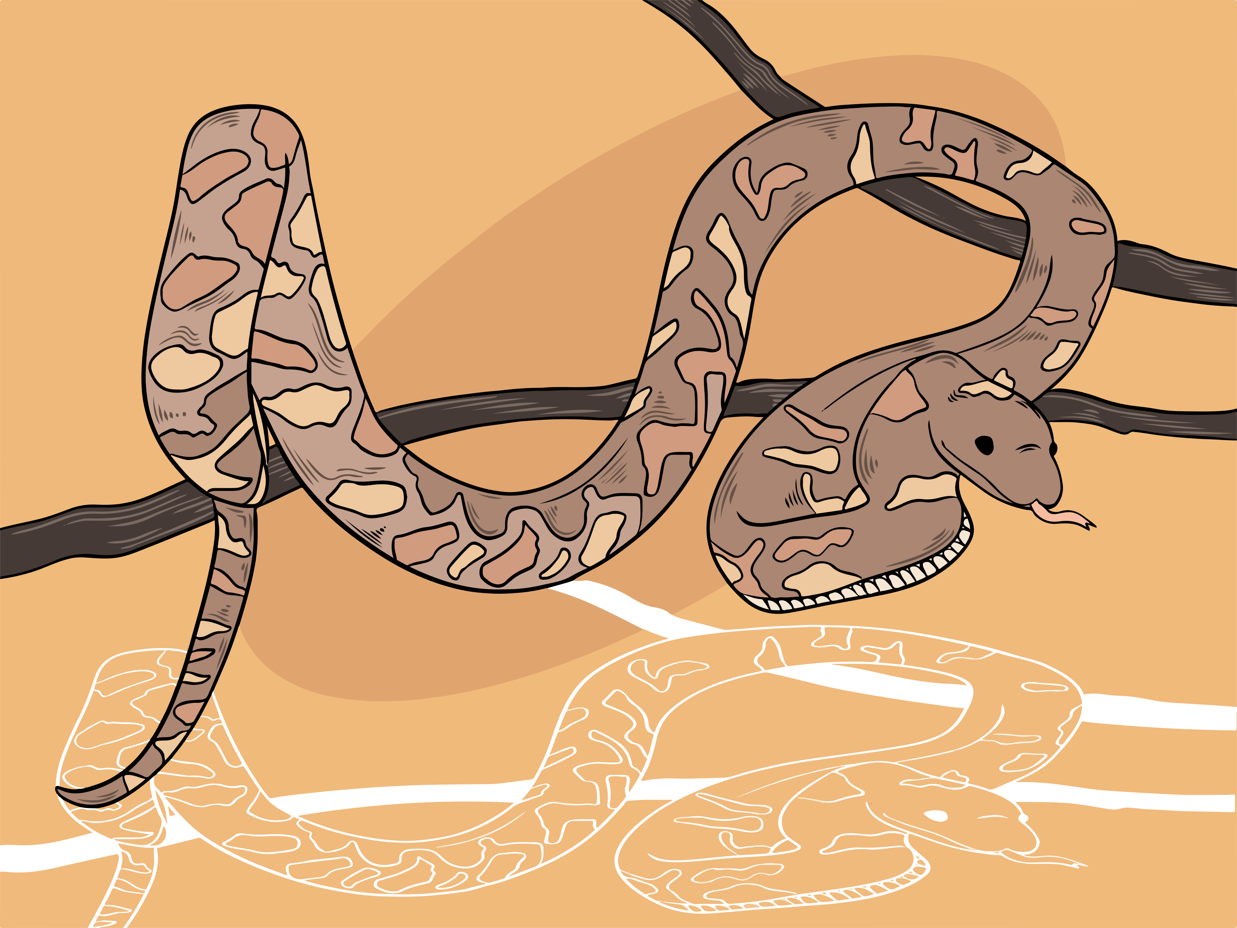 Snakes in Darwin: First Aid & Safety